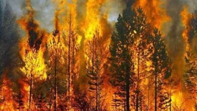 بلوچستان: جنگلات میں آتشزدگی کی زد میں آکر تین افراد جاں بحق