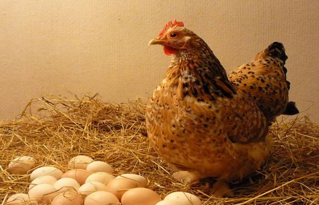 پہلے مرغی آئی یا انڈہ؟ سائنس نے گتھی سلجھا دی