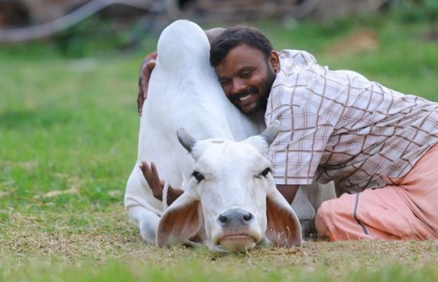 14 فروری کو گائے کو گلے لگائیں، بھارتی حکومت کی انوکھی اپیل