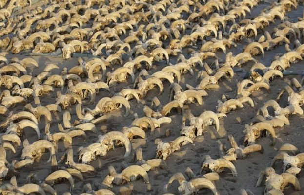 مصر میں بھیڑوں کے حنوط شدہ سر دریافت