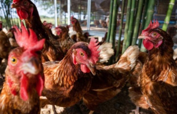 مرغیوں کو ڈرا کر مارنے والے شخص کو 6 ماہ قید کی سزا