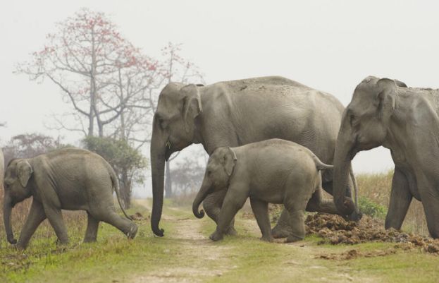 کیمرون: ہاتھیوں کے ریوڑ نے آبادی میں گھس کر تباہی مچادی