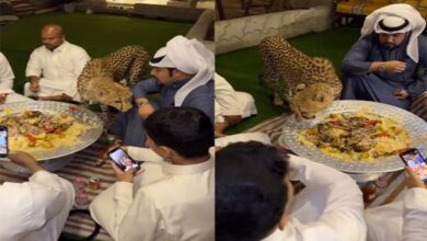 ویڈیو: چیتے کی اچانک دعوت میں انٹری، مہمان دیکھتے رہ گئے