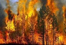 بلوچستان: شیرانی اور موسیٰ خیل کے جنگلات میں آگ لگ گئی