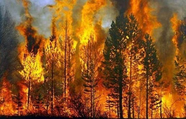 بلوچستان: شیرانی اور موسیٰ خیل کے جنگلات میں آگ لگ گئی