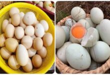 تازہ اور اچھی کوالٹی کے انڈوں کی پہچان کیسے کی جائے؟ جانیے حیران کن نشانیاں