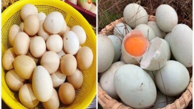 تازہ اور اچھی کوالٹی کے انڈوں کی پہچان کیسے کی جائے؟ جانیے حیران کن نشانیاں